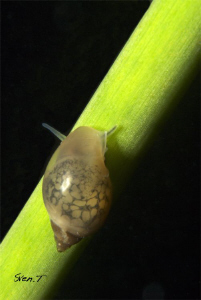 A tiny snail by Sven Tramaux 